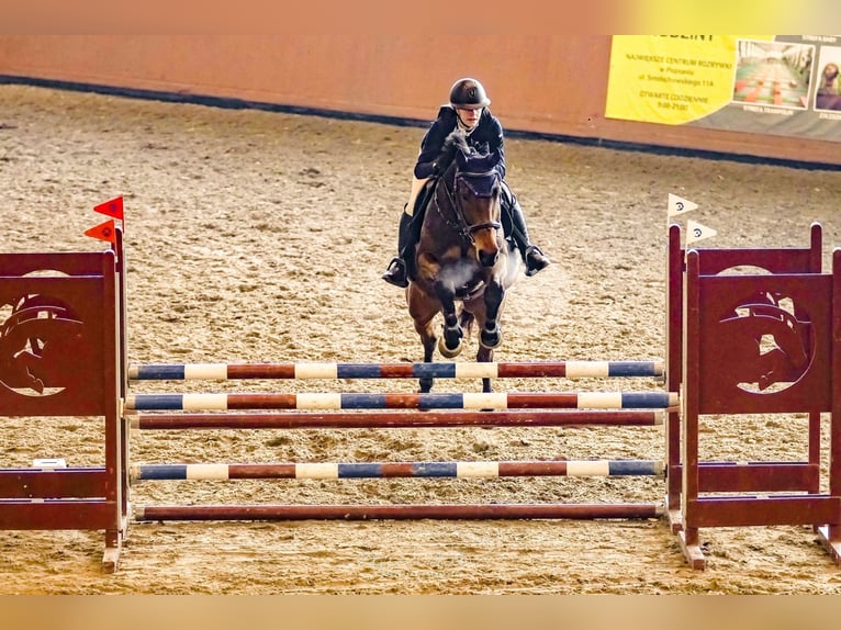 Westfale Wallach 12 Jahre 167 cm Brauner in Bednary