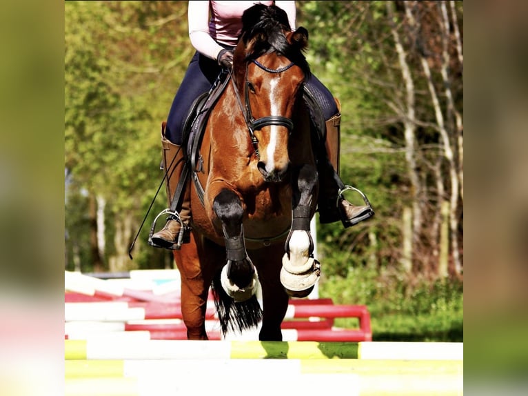 Westfale Wallach 12 Jahre 168 cm Brauner in Bönen