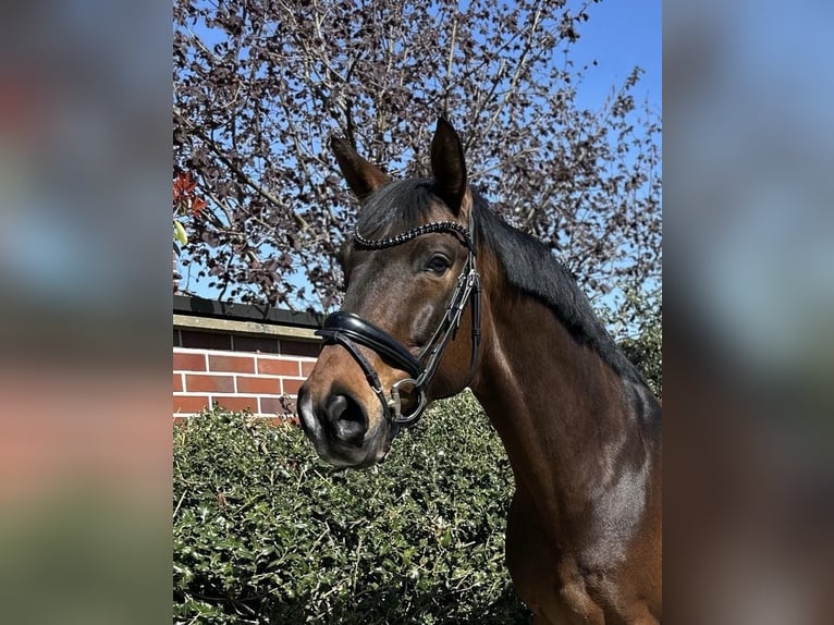 Westfale Wallach 12 Jahre 168 cm Brauner in Dortmund