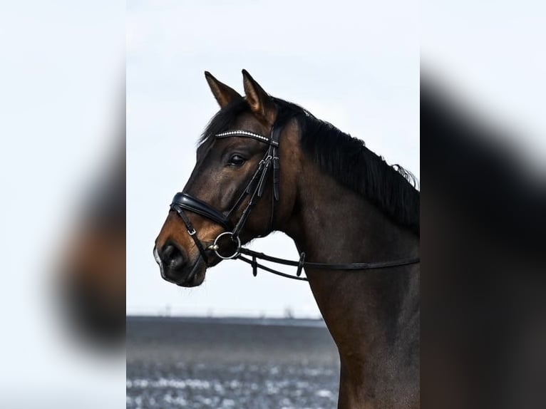 Westfale Wallach 12 Jahre 168 cm Brauner in Dortmund