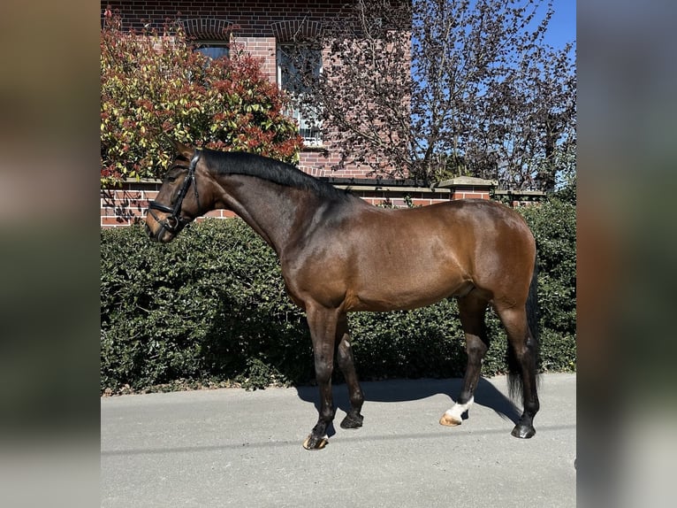 Westfale Wallach 12 Jahre 168 cm Brauner in Dortmund
