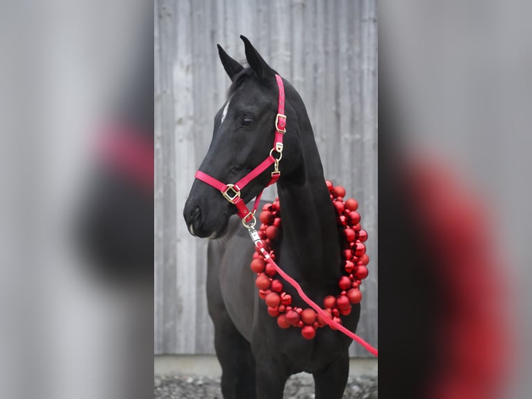Westfale Wallach 12 Jahre 168 cm Rappe in Essingen