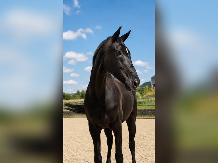 Westfale Wallach 12 Jahre 168 cm Rappe in Essingen