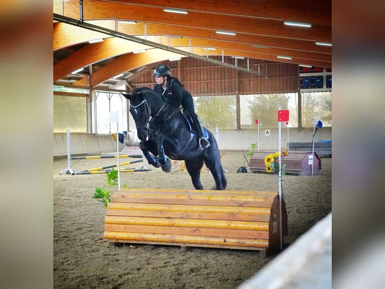 Westfale Wallach 12 Jahre 168 cm Rappe in Essingen