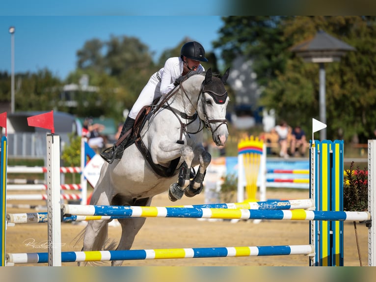 Westfale Wallach 12 Jahre 168 cm Schimmel in Limburg an der Lahn