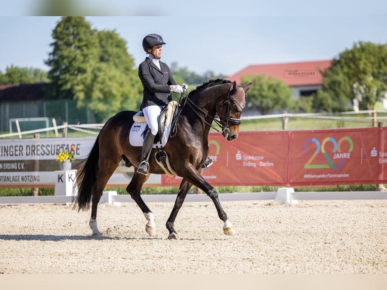 Westfale Wallach 12 Jahre 169 cm Dunkelbrauner in Holzkirchen