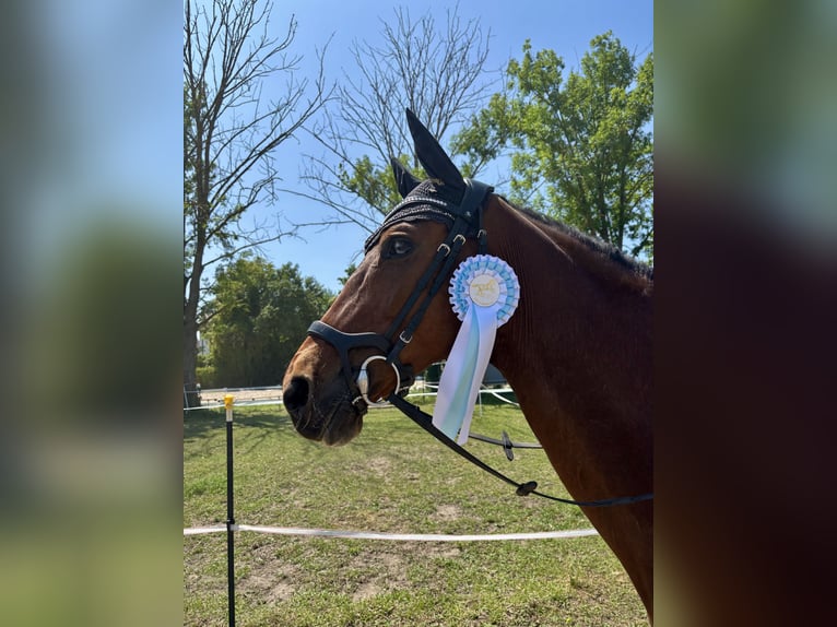 Westfale Wallach 12 Jahre 170 cm Brauner in Bensheim
