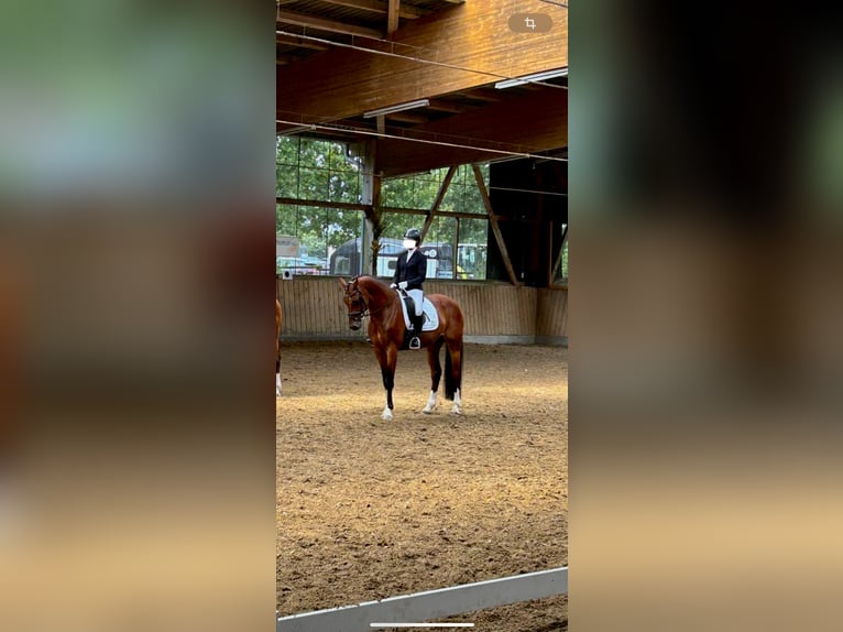 Westfale Wallach 12 Jahre 170 cm Brauner in Coesfeld