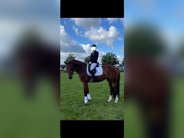 Westfale Wallach 12 Jahre 170 cm Brauner in Coesfeld