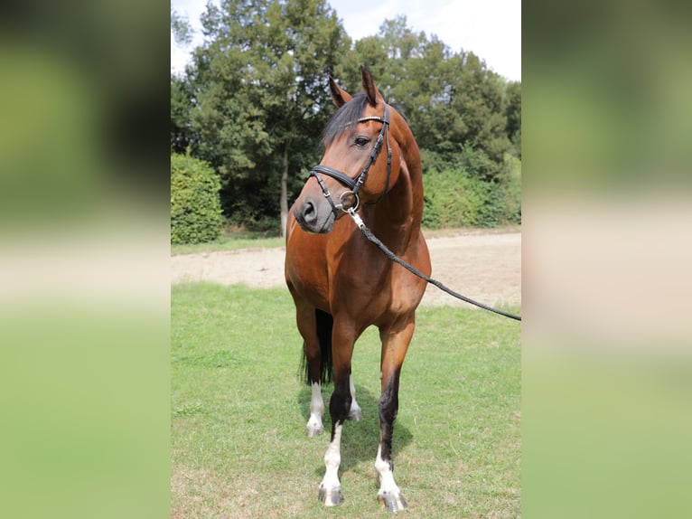 Westfale Wallach 12 Jahre 170 cm Brauner in Coesfeld
