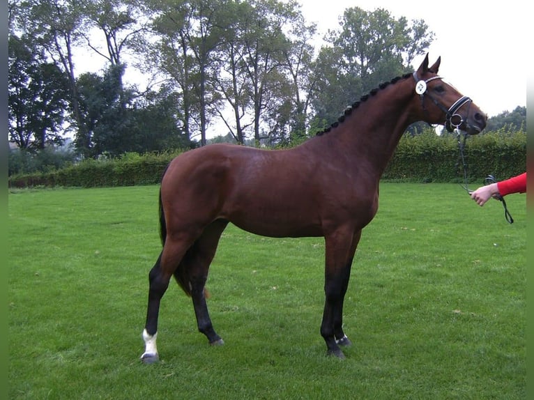 Westfale Wallach 12 Jahre 170 cm Brauner in Liebing