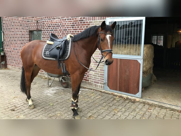 Westfale Wallach 12 Jahre 170 cm Brauner in Liebing