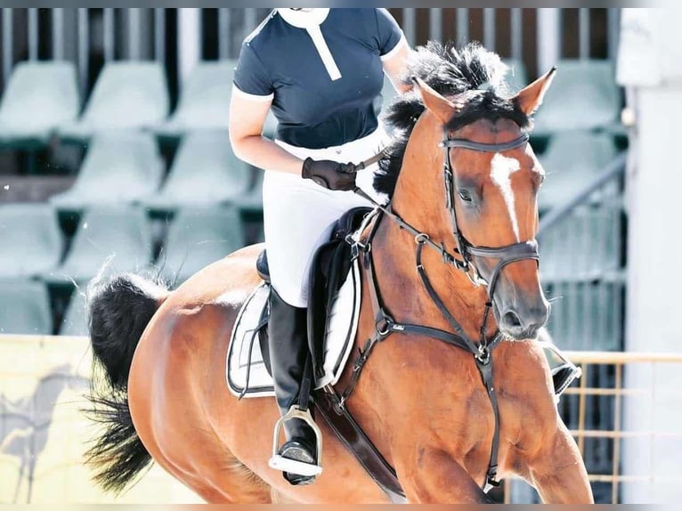 Westfale Wallach 12 Jahre 170 cm Brauner in Liebing