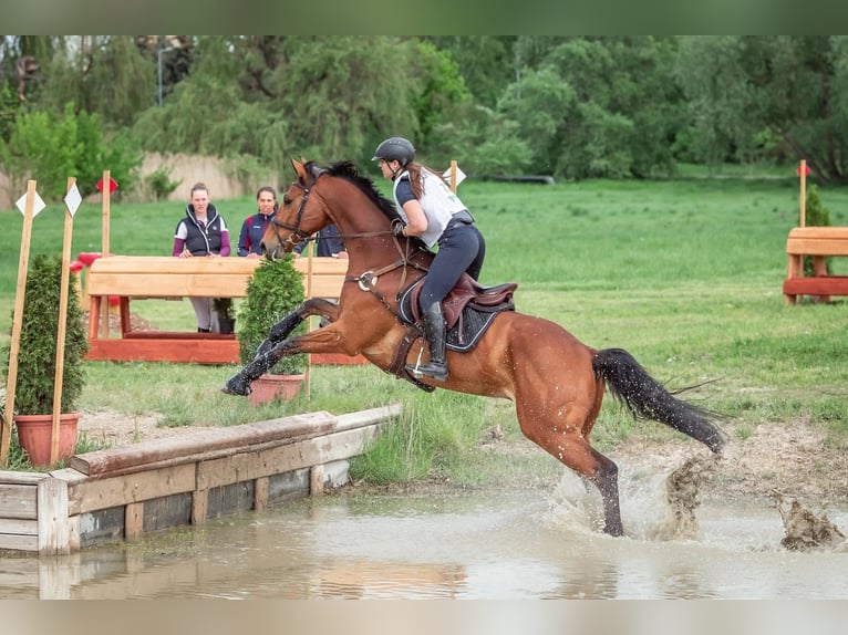 Westfale Wallach 12 Jahre 170 cm Brauner in Liebing
