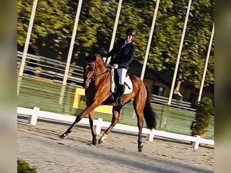 Westfale Wallach 12 Jahre 170 cm Brauner in Liebing