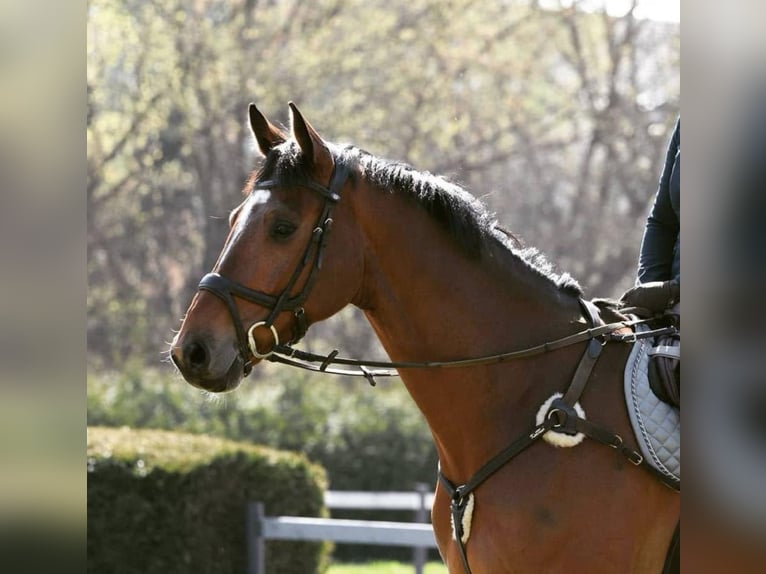 Westfale Wallach 12 Jahre 170 cm Brauner in Liebing