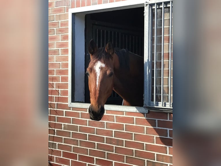 Westfale Wallach 12 Jahre 170 cm Brauner in Liebing