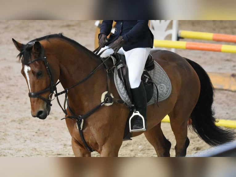 Westfale Wallach 12 Jahre 170 cm Brauner in Liebing