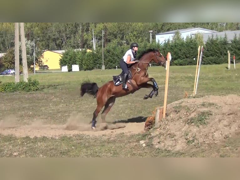 Westfale Wallach 12 Jahre 170 cm Brauner in Liebing