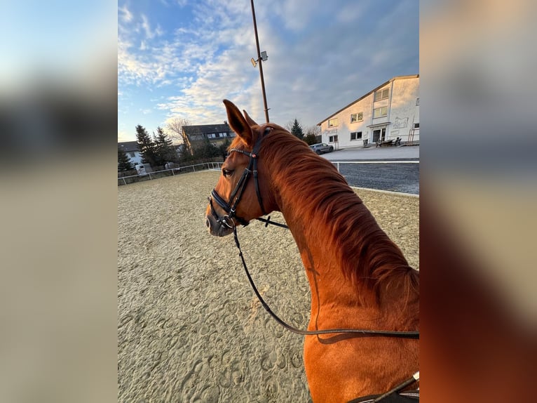 Westfale Wallach 12 Jahre 170 cm Fuchs in Soest