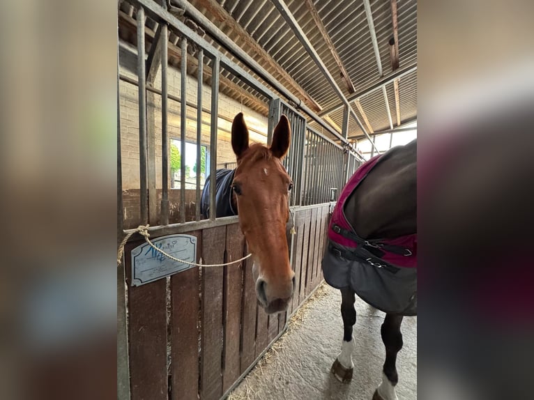 Westfale Wallach 12 Jahre 170 cm Fuchs in Soest