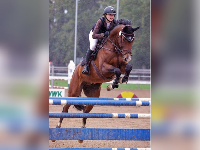Westfale Wallach 12 Jahre 170 cm in Weilheim an der Teck