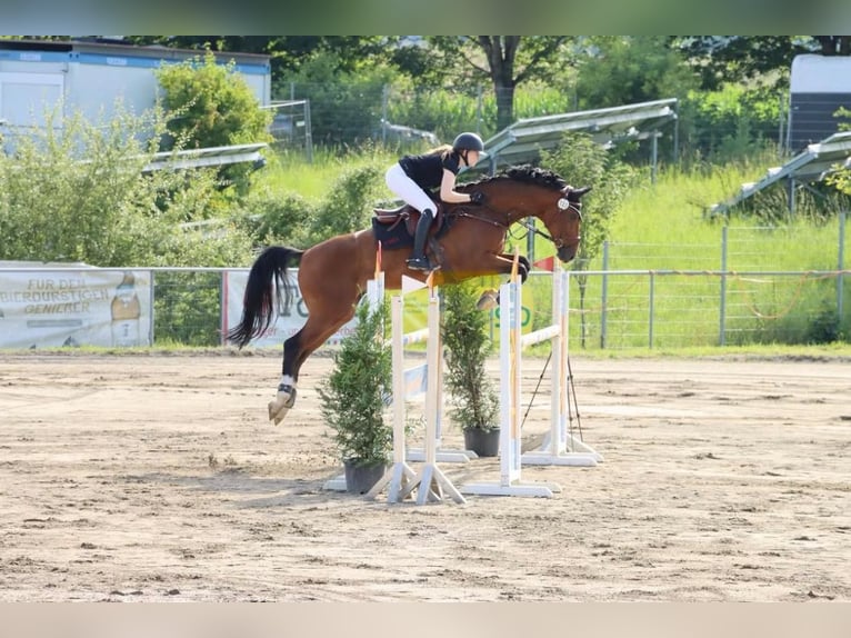 Westfale Wallach 12 Jahre 170 cm in Weilheim an der Teck