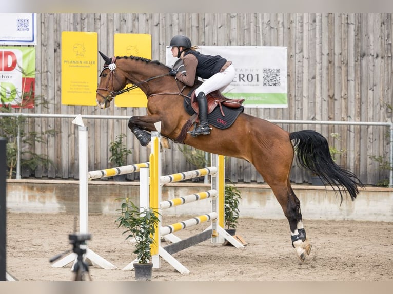 Westfale Wallach 12 Jahre 170 cm in Weilheim an der Teck
