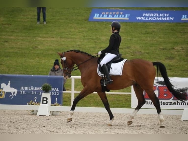 Westfale Wallach 12 Jahre 170 cm in Weilheim an der Teck