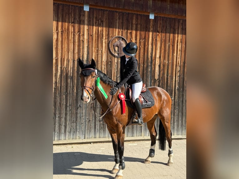 Westfale Wallach 12 Jahre 170 cm in Weilheim an der Teck
