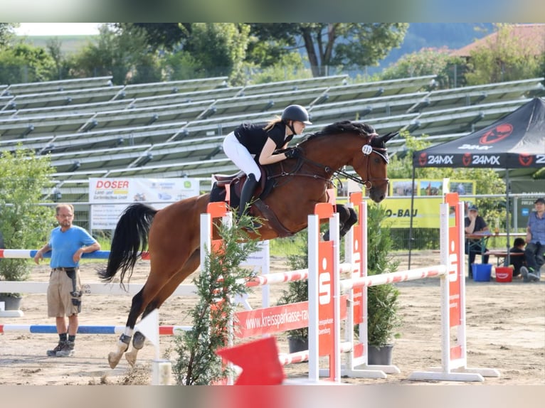 Westfale Wallach 12 Jahre 170 cm in Weilheim an der Teck