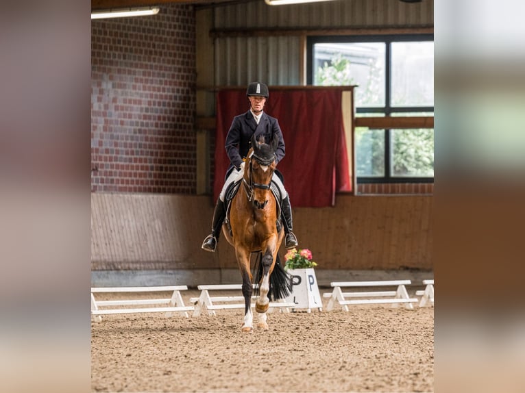 Westfale Wallach 12 Jahre 172 cm Brauner in L&#xFC;dinghausen