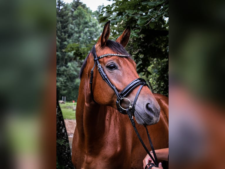 Westfale Wallach 12 Jahre 172 cm Brauner in B&#xFC;ren