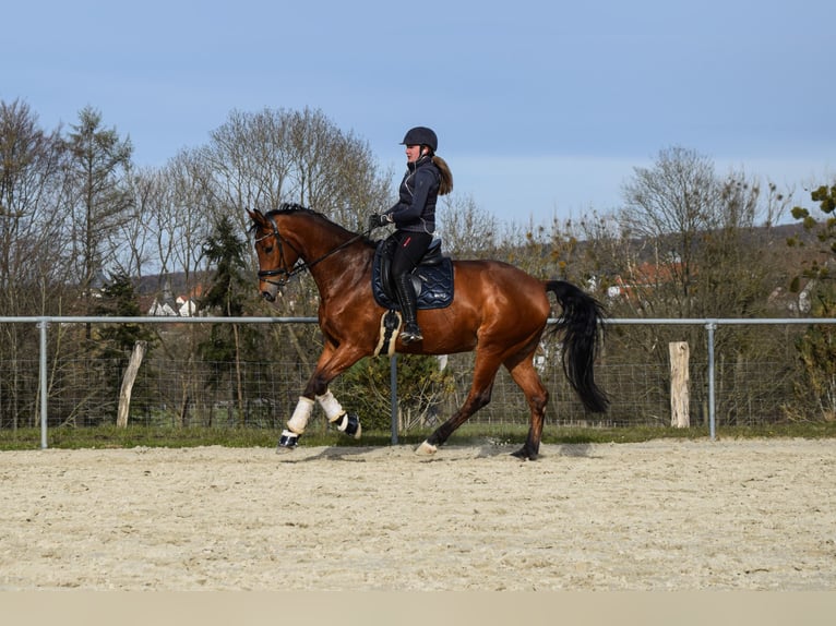 Westfale Wallach 12 Jahre 172 cm Brauner in B&#xFC;ren