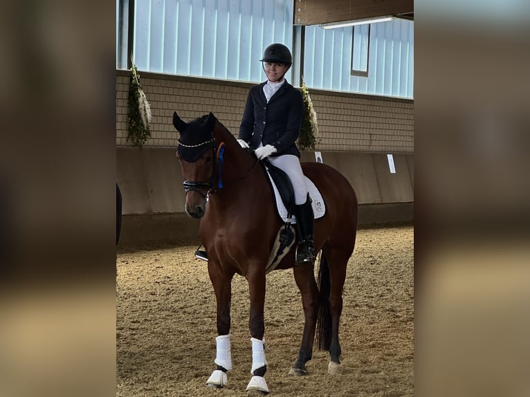 Westfale Wallach 12 Jahre 172 cm Brauner in B&#xFC;ren