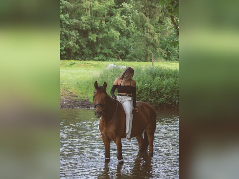 Westfale Wallach 12 Jahre 172 cm Brauner in B&#xFC;ren