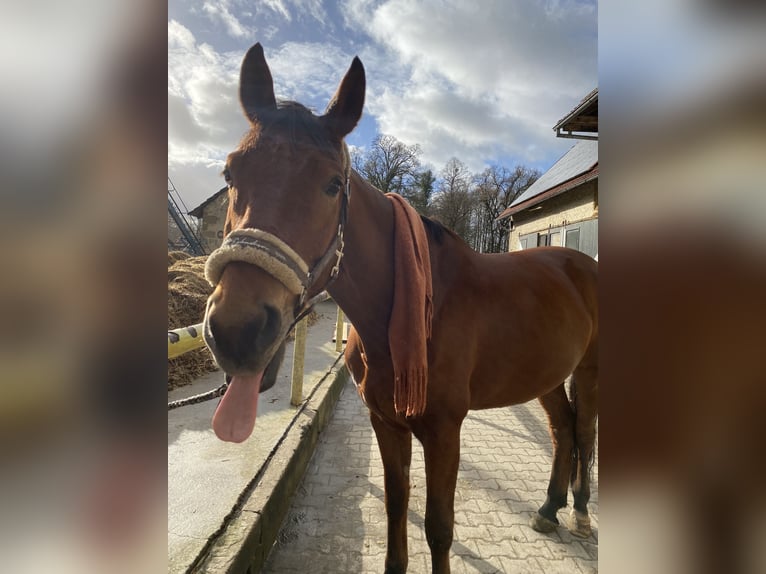 Westfale Wallach 12 Jahre 172 cm Brauner in B&#xFC;ren