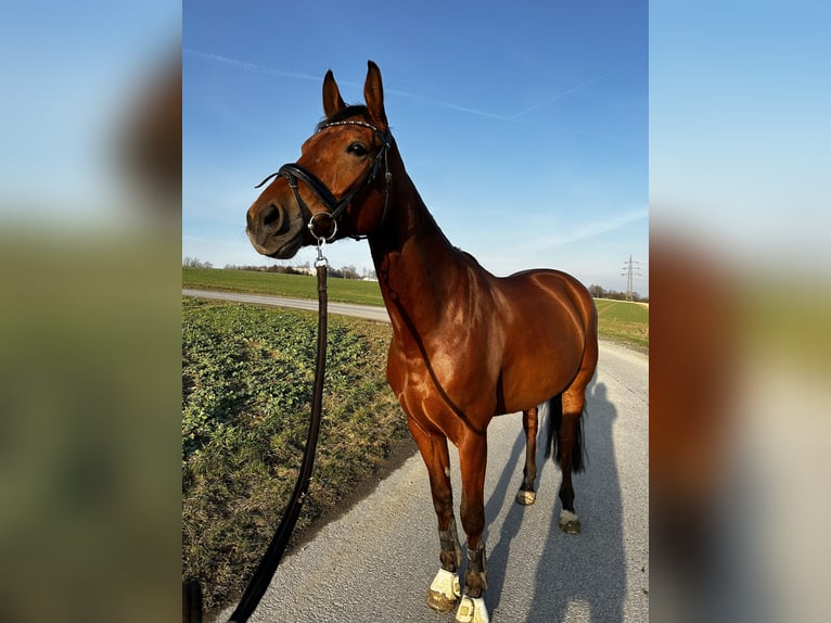 Westfale Wallach 12 Jahre 172 cm Brauner in B&#xFC;ren