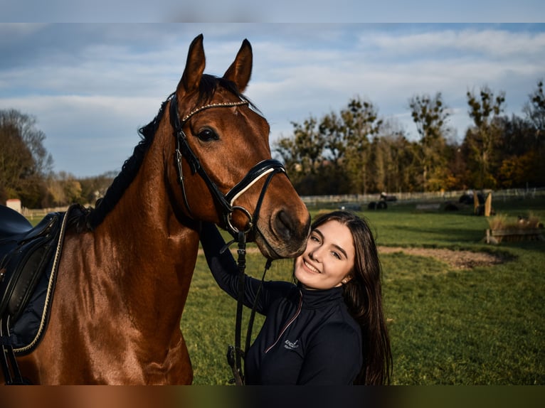 Westfale Wallach 12 Jahre 172 cm Brauner in B&#xFC;ren
