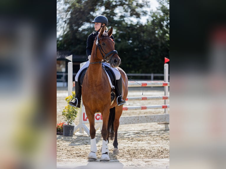 Westfale Wallach 12 Jahre 172 cm Brauner in B&#xFC;ren