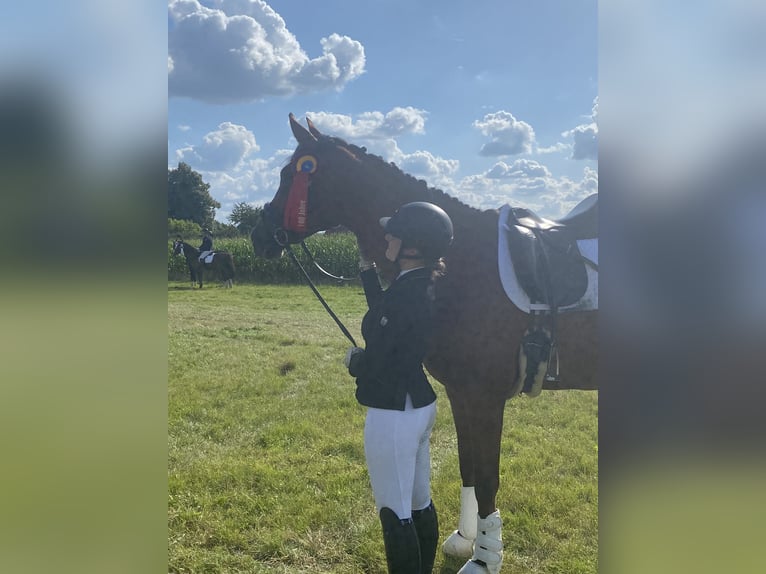 Westfale Wallach 12 Jahre 172 cm Brauner in B&#xFC;ren