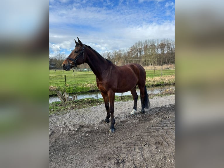 Westfale Wallach 12 Jahre 172 cm Dunkelbrauner in Nettetal