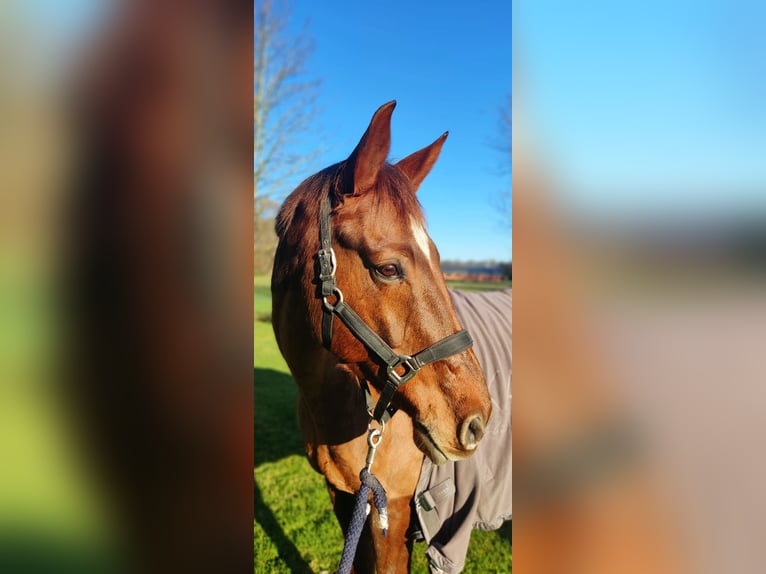 Westfale Wallach 12 Jahre 172 cm Dunkelfuchs in Verl