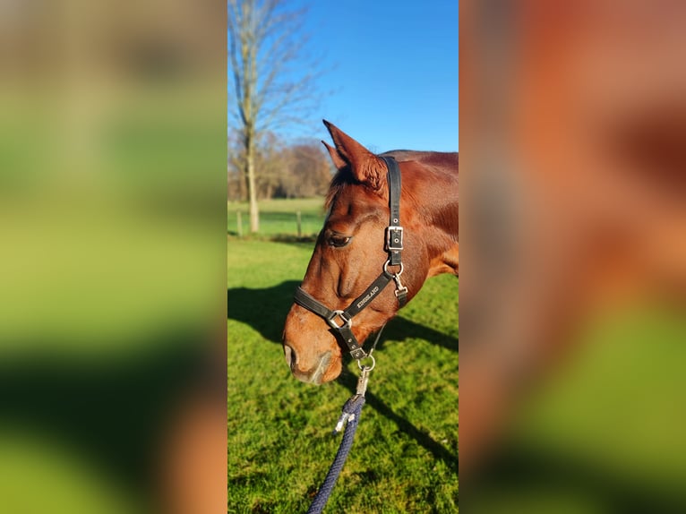 Westfale Wallach 12 Jahre 172 cm Dunkelfuchs in Verl