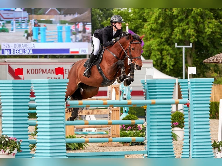 Westfale Wallach 12 Jahre 173 cm Brauner in Barłomino