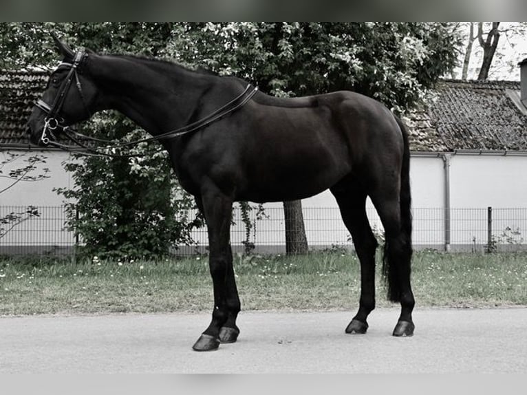 Westfale Wallach 12 Jahre 173 cm Rappe in Karlsfeld