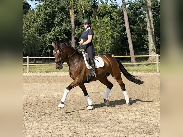 Westfale Wallach 12 Jahre 175 cm Brauner in Bielefeld