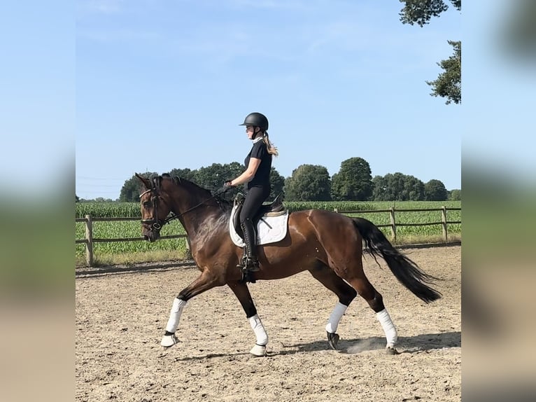 Westfale Wallach 12 Jahre 175 cm Brauner in Bielefeld