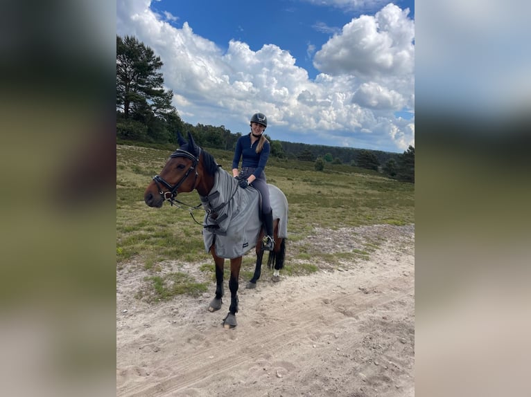 Westfale Wallach 12 Jahre 175 cm Brauner in BielefeldBielefeld