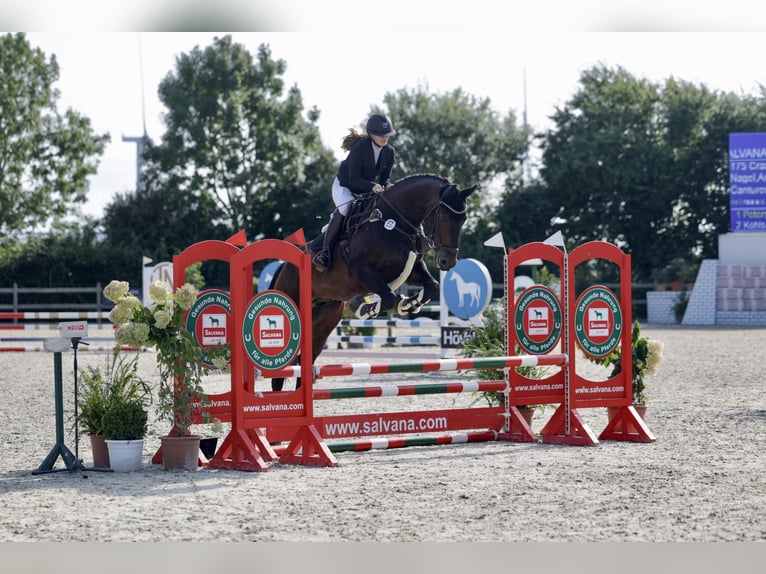 Westfale Wallach 12 Jahre 175 cm Dunkelbrauner in Friedrichskoog